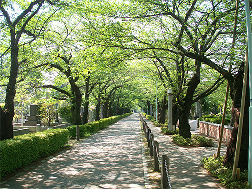 都立青山霊園